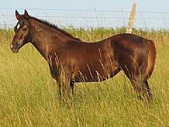 Roses Katie Reed JW<br>AQHA Pending